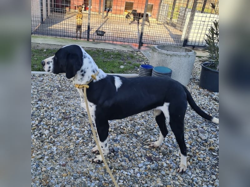 Dot ein eleganter Hingucker