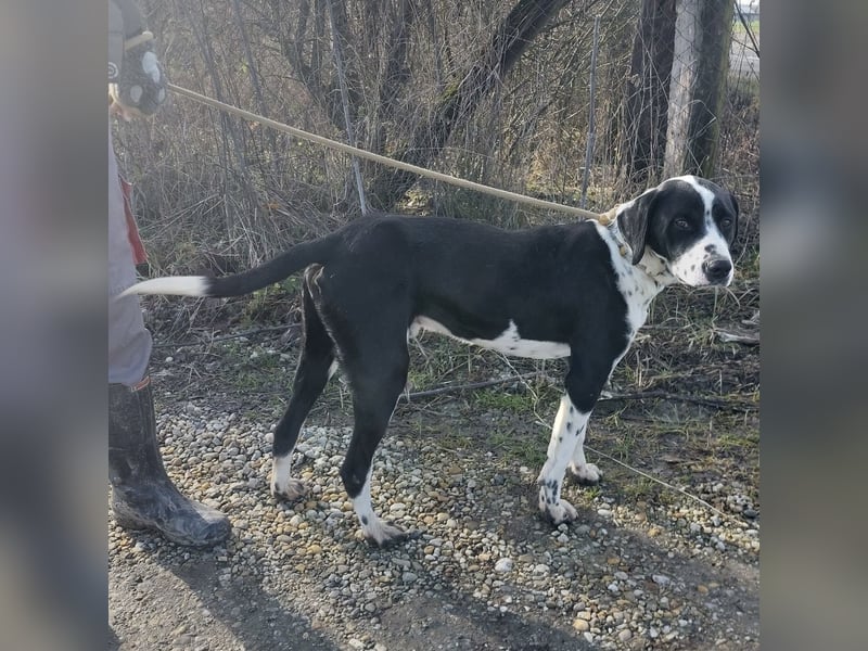 Dot ein eleganter Hingucker