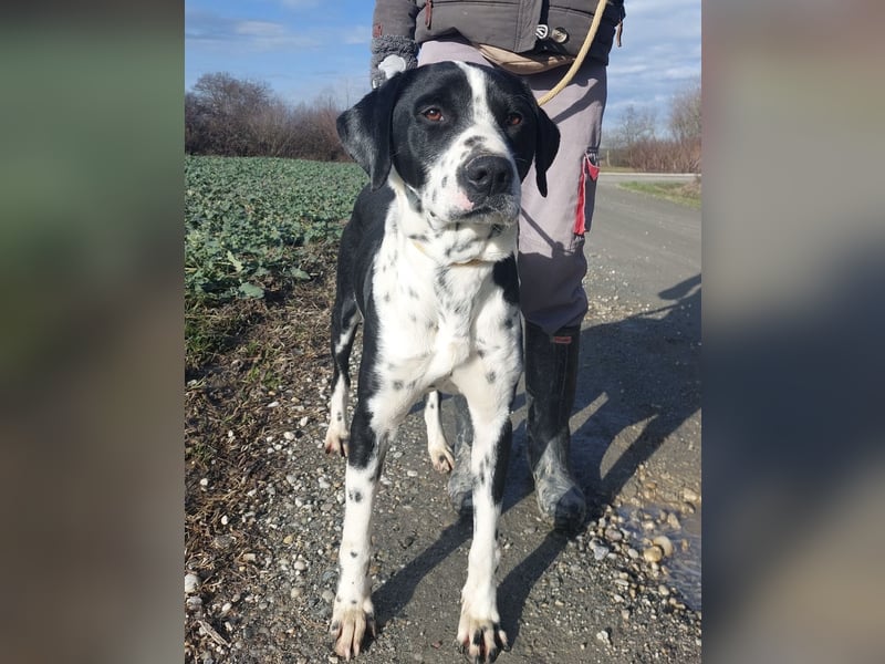 Dot ein eleganter Hingucker