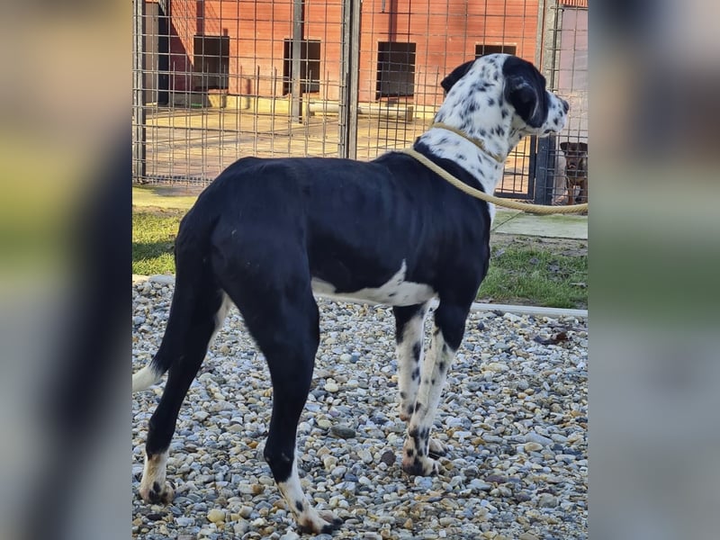 Dot ein eleganter Hingucker