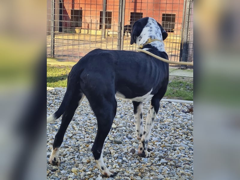 Dot ein eleganter Hingucker