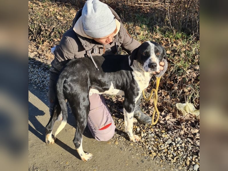 Dot ein eleganter Hingucker