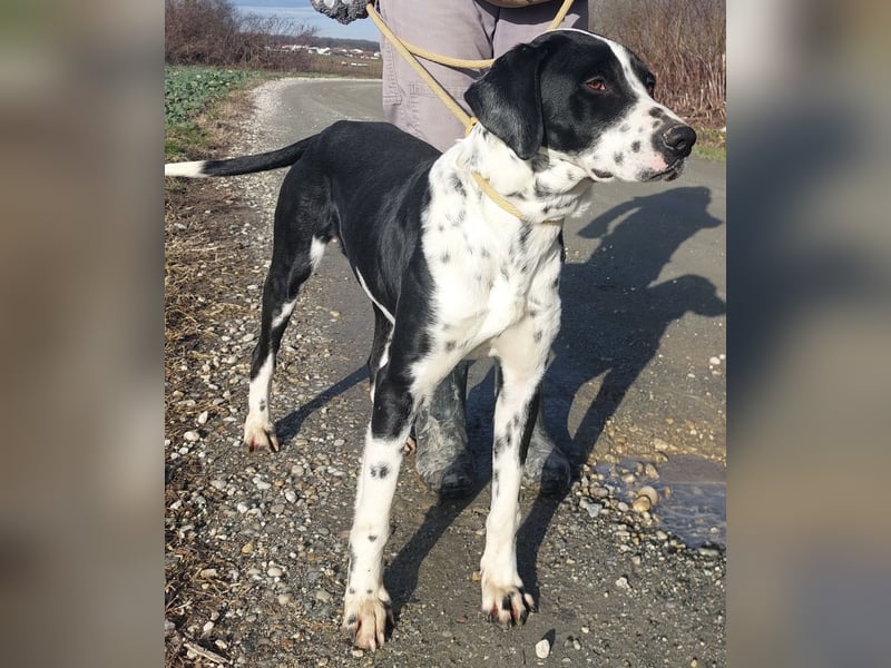 Dot ein eleganter Hingucker