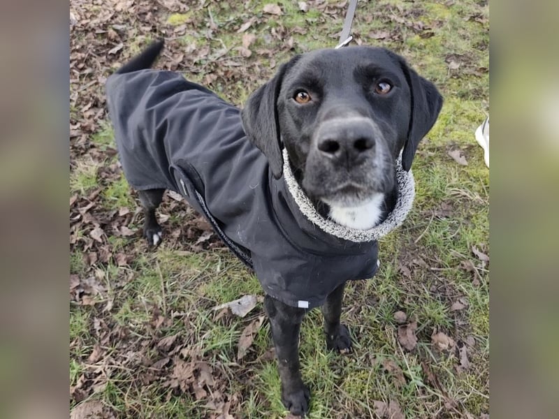 Kalle ein eleganter freundlicher lieber Rüde