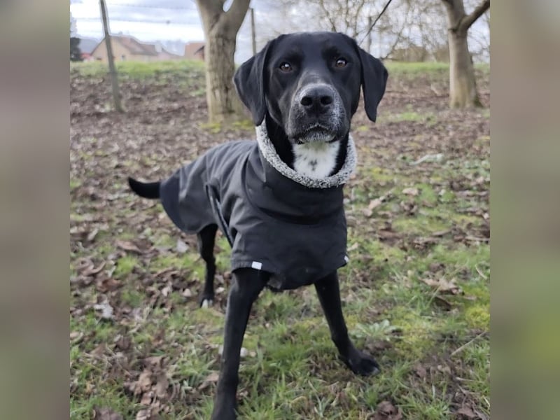 Kalle ein eleganter freundlicher lieber Rüde