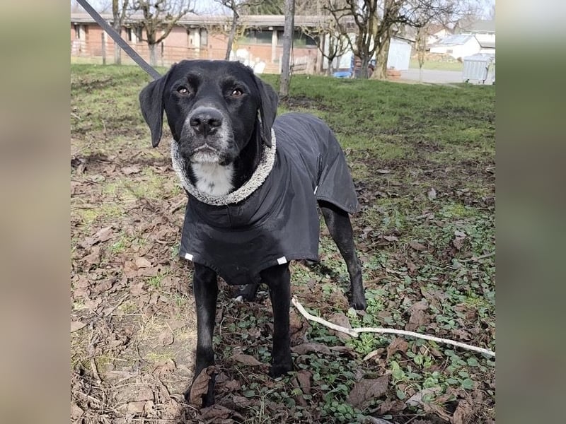 Kalle ein eleganter freundlicher lieber Rüde