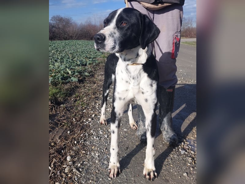 Dot ein eleganter Hingucker