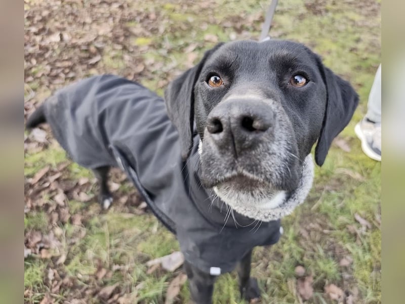 Kalle ein eleganter freundlicher lieber Rüde