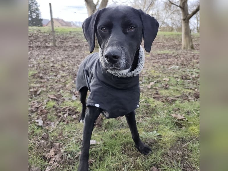 Kalle ein eleganter freundlicher lieber Rüde