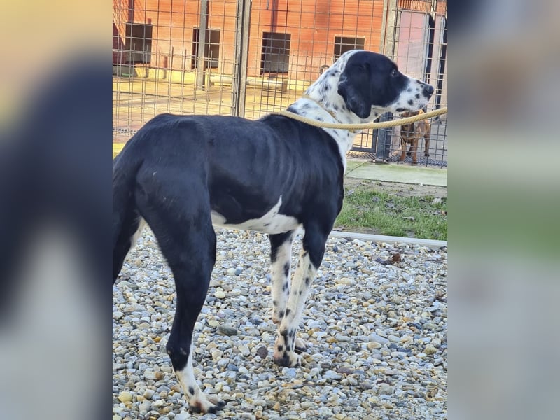 Dot ein eleganter Hingucker