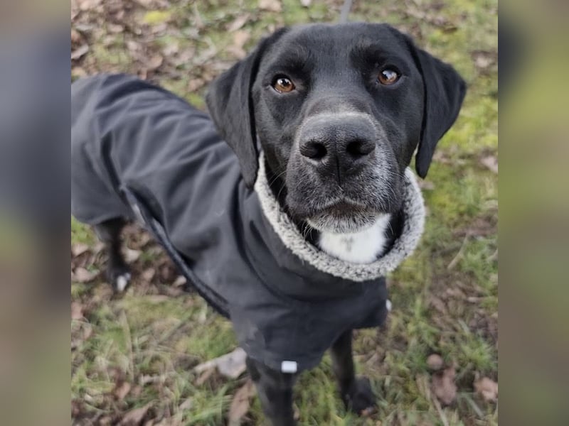 Kalle ein eleganter freundlicher lieber Rüde
