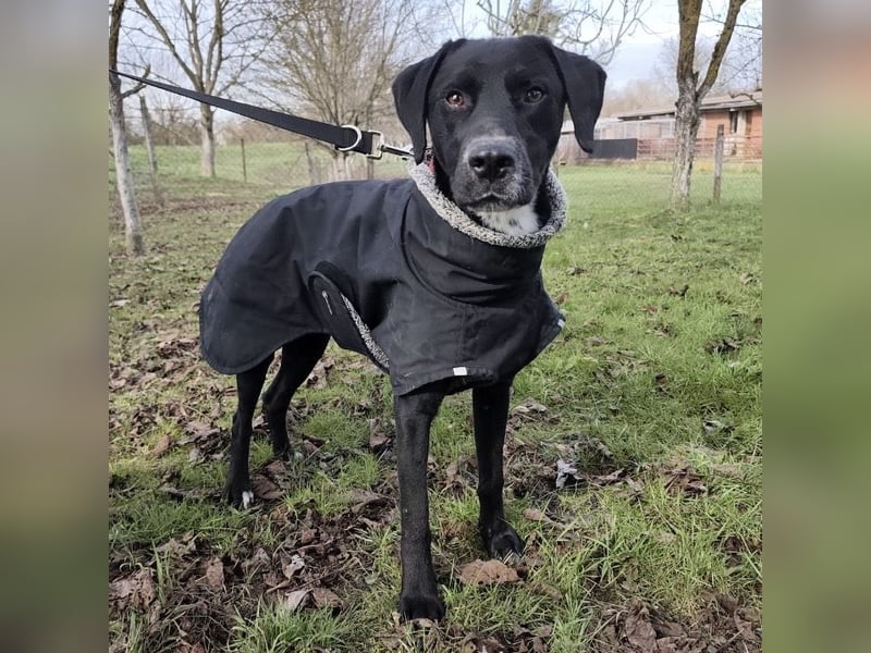Kalle ein eleganter freundlicher lieber Rüde