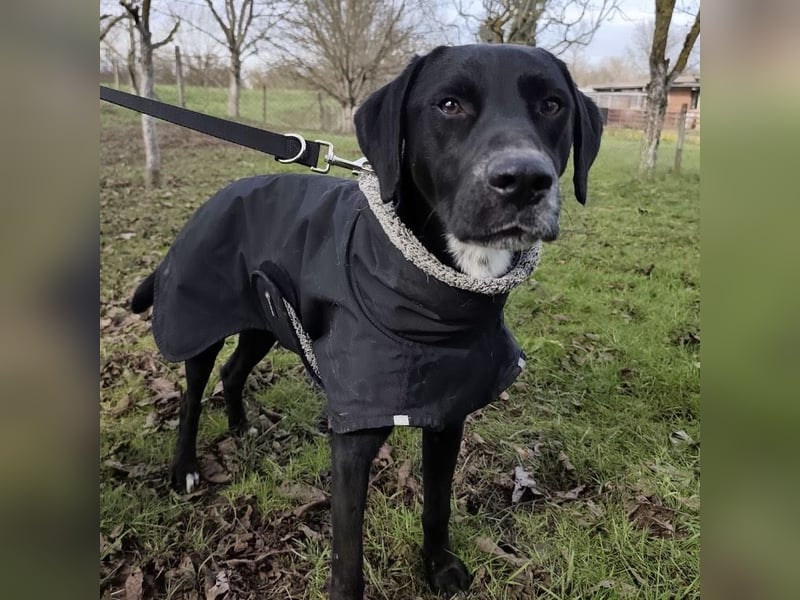 Kalle ein eleganter freundlicher lieber Rüde