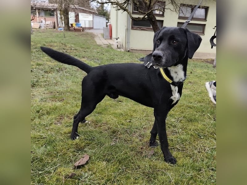 Kalle ein eleganter freundlicher lieber Rüde