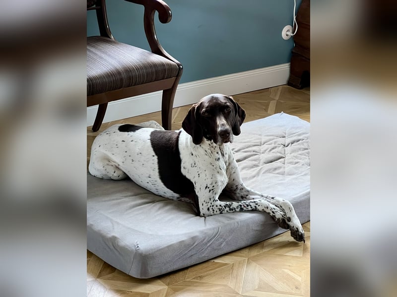 Elli Deutsch-Kurzhaar Hündin sucht neues Sofa+Familie