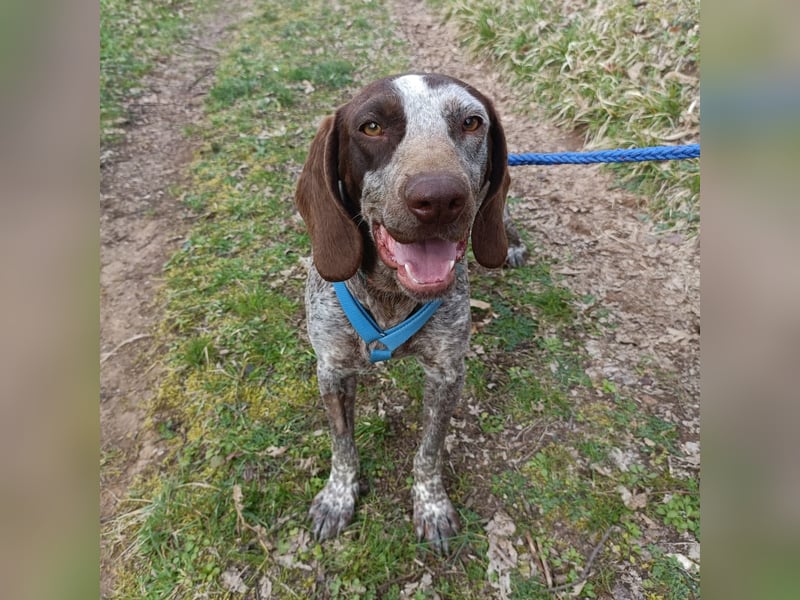 Kika - liebt Bewegung, Menschen und Hunde - fehlt nur noch ihre aktive Familie
