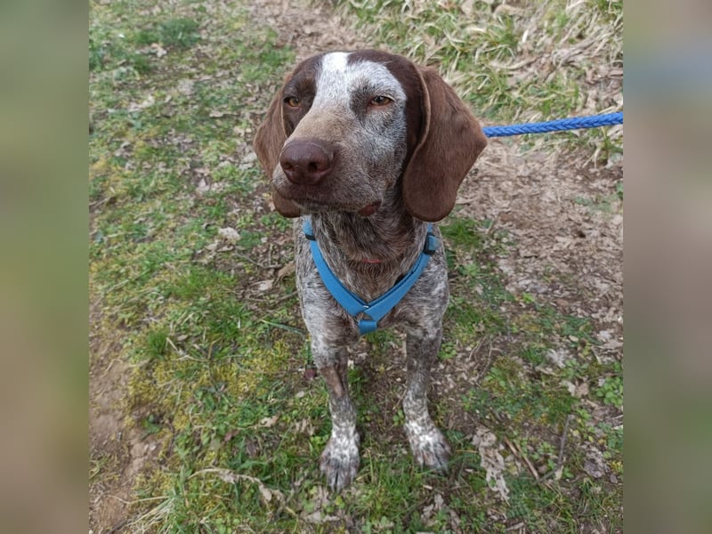 Kika - liebt Bewegung, Menschen und Hunde - fehlt nur noch ihre aktive Familie
