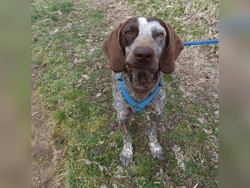 Kika - liebt Bewegung, Menschen und Hunde - fehlt nur noch ihre aktive Familie