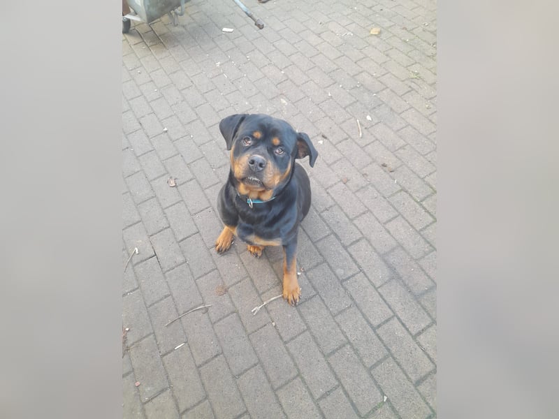 Rottweiler Mischling