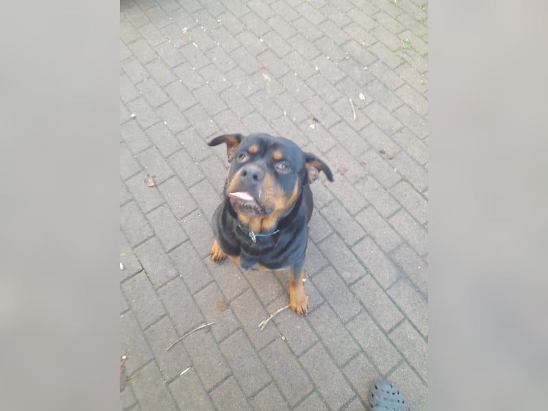 Rottweiler Mischling