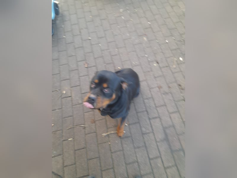 Rottweiler Mischling