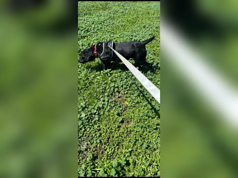 Rosi, kleine Jagdhund Mix Hündin