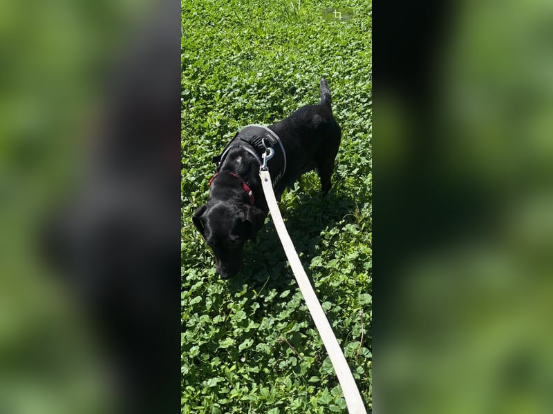 Rosi, kleine Jagdhund Mix Hündin