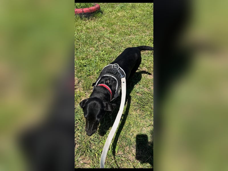 Rosi, kleine Jagdhund Mix Hündin