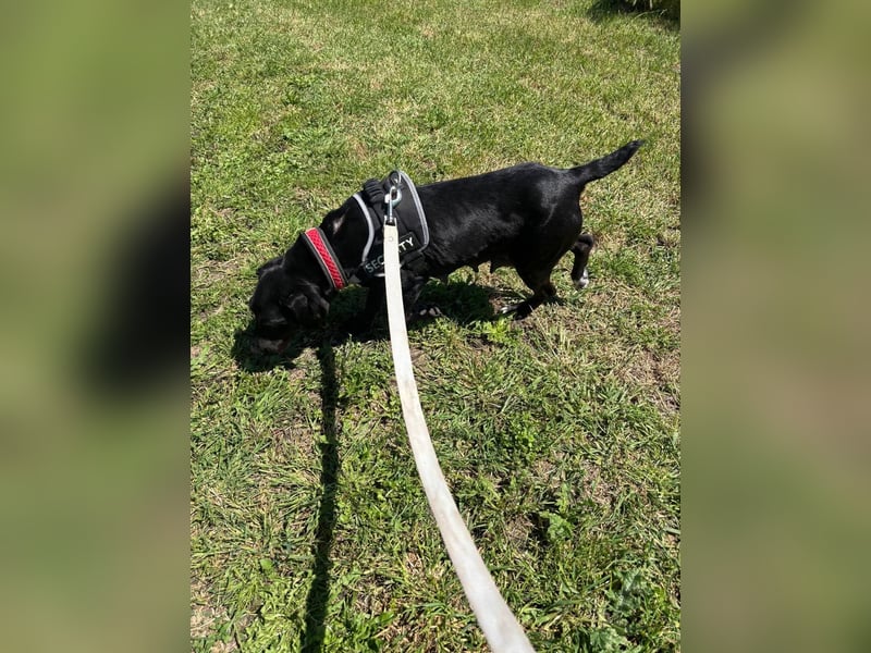 Rosi, kleine Jagdhund Mix Hündin