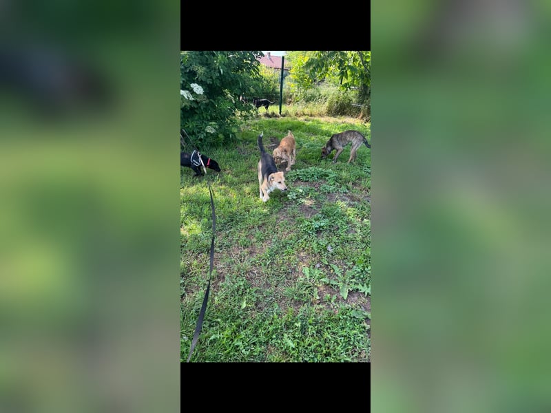 Rosi, kleine Jagdhund Mix Hündin