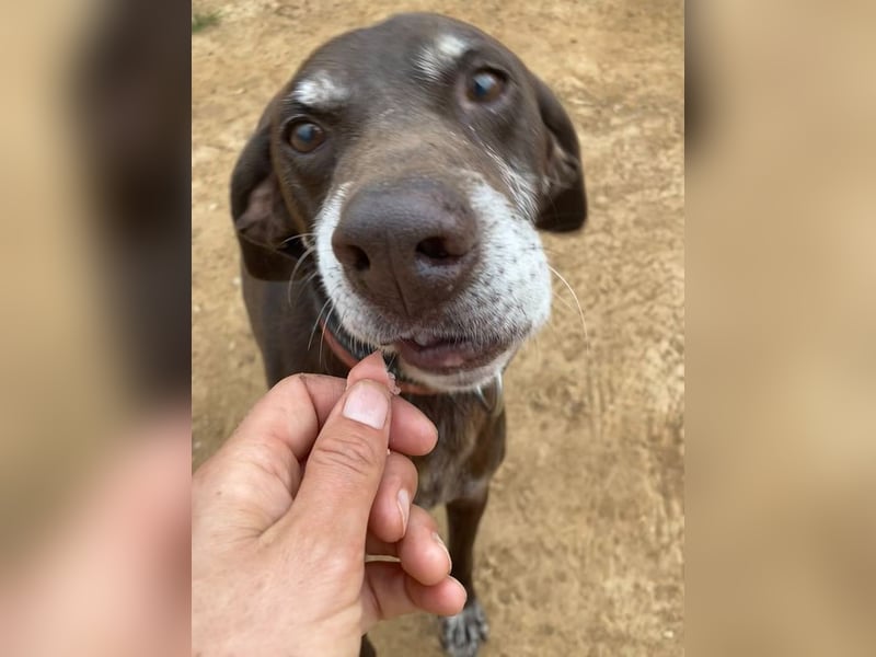 RUFO - treuer, braver, verschmuster Kumpel sucht noch einmal liebevolles Für-immer-Zuhause
