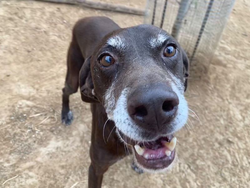 RUFO - treuer, braver, verschmuster Kumpel sucht noch einmal liebevolles Für-immer-Zuhause