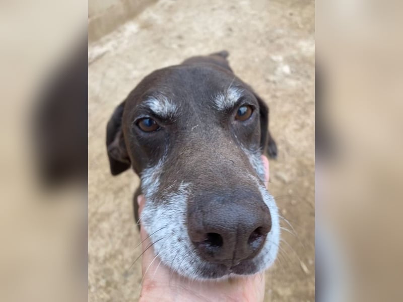 RUFO - treuer, braver, verschmuster Kumpel sucht noch einmal liebevolles Für-immer-Zuhause