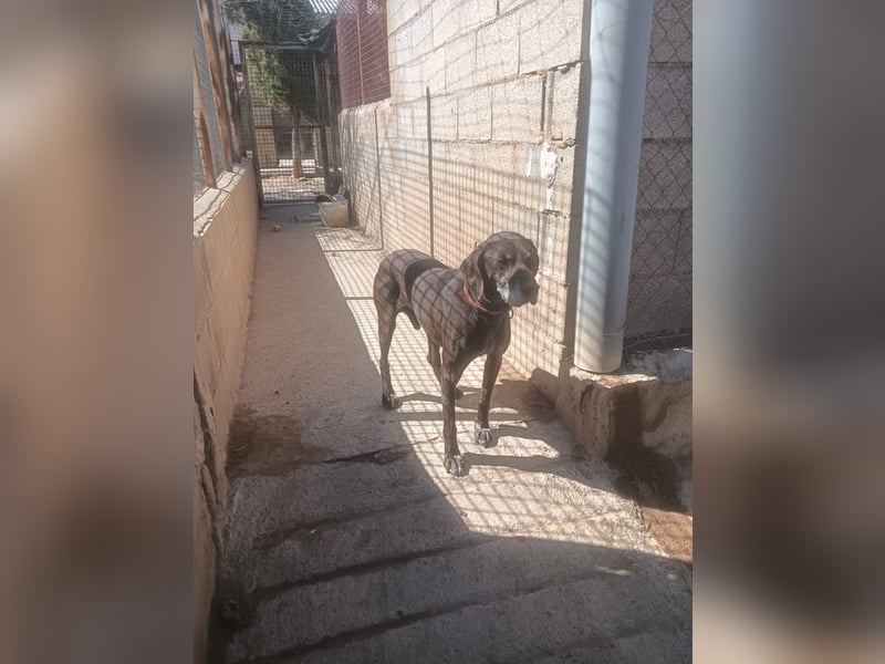RUFO - treuer, braver, verschmuster Kumpel sucht noch einmal liebevolles Für-immer-Zuhause