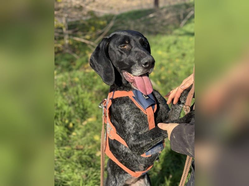 Ronja, Traum auf 4 Pfoten