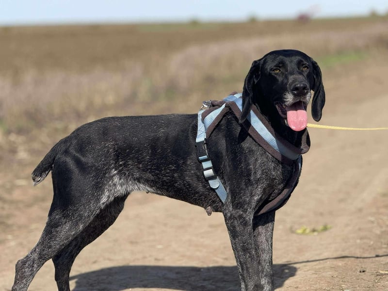 Ronja, Traum auf 4 Pfoten