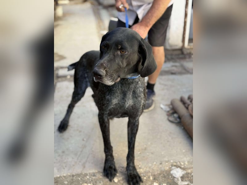 Ronja, Traum auf 4 Pfoten