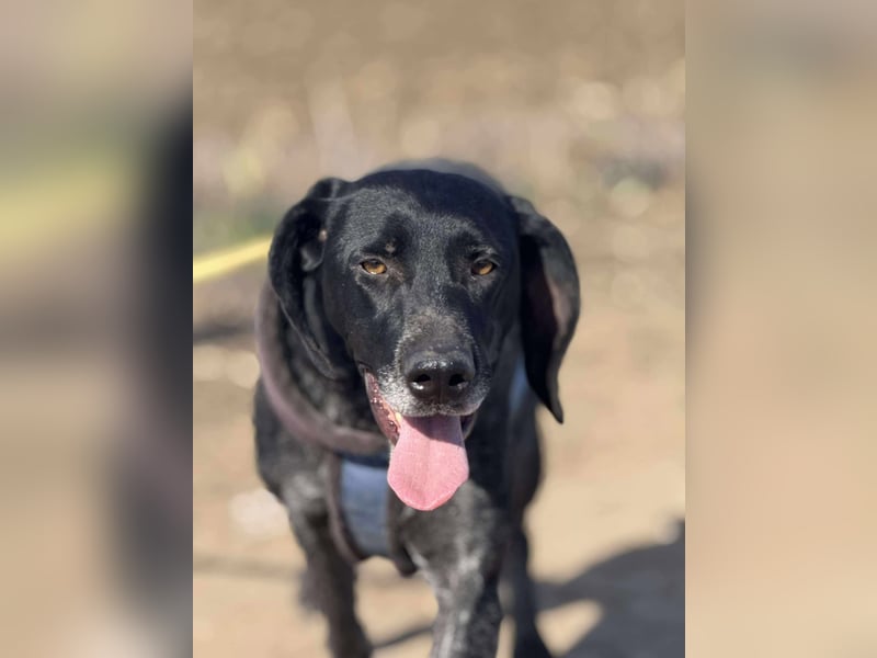 Ronja, Traum auf 4 Pfoten