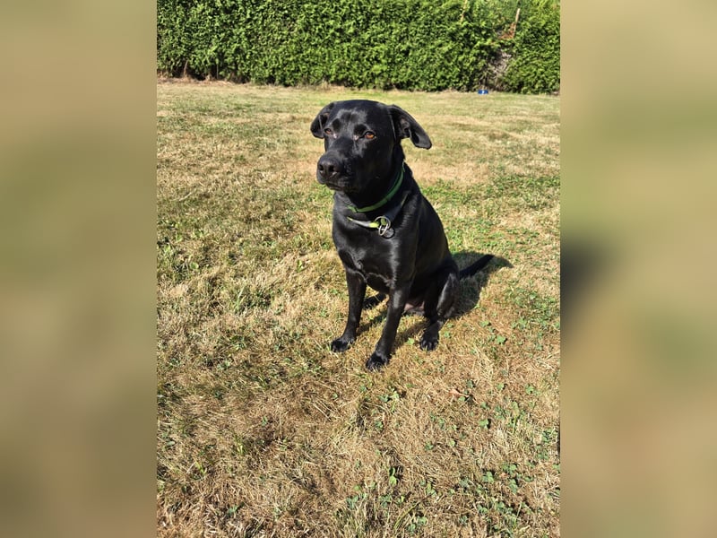 RONY ca. 5 J. Jagdhundmix sucht besondere Menschen