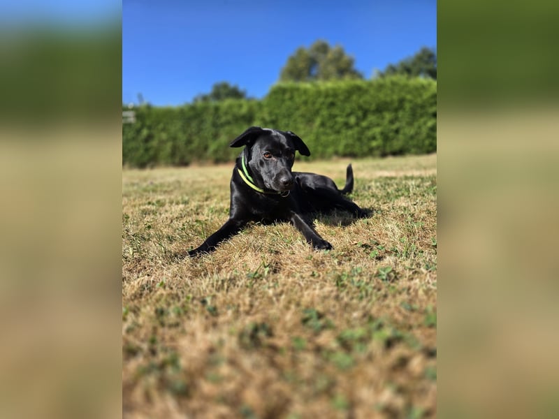 RONY ca. 5 J. Jagdhundmix sucht besondere Menschen