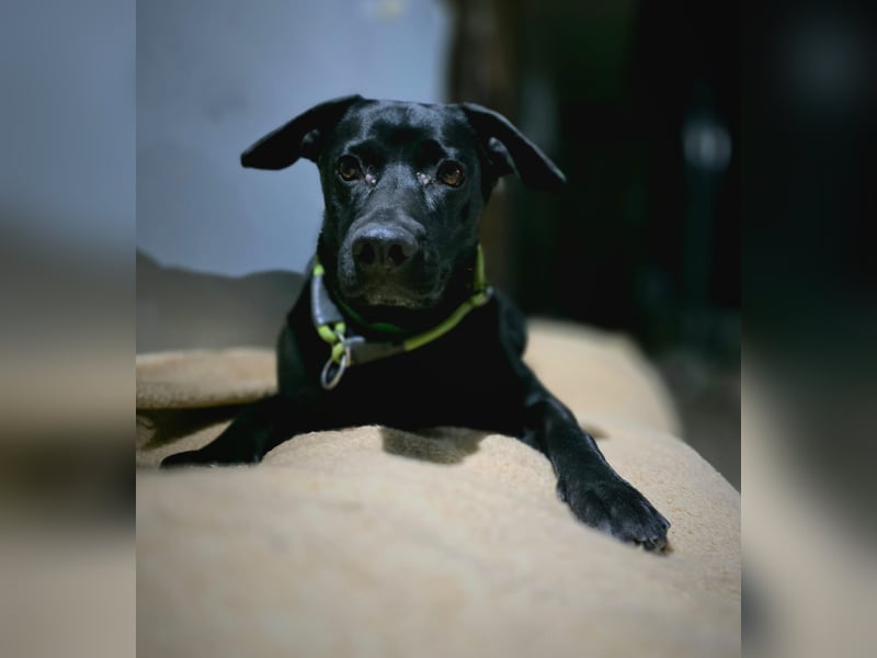 RONY ca. 5 J. Jagdhundmix sucht besondere Menschen