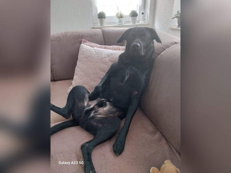 RONY ca. 5 J. Jagdhundmix sucht besondere Menschen