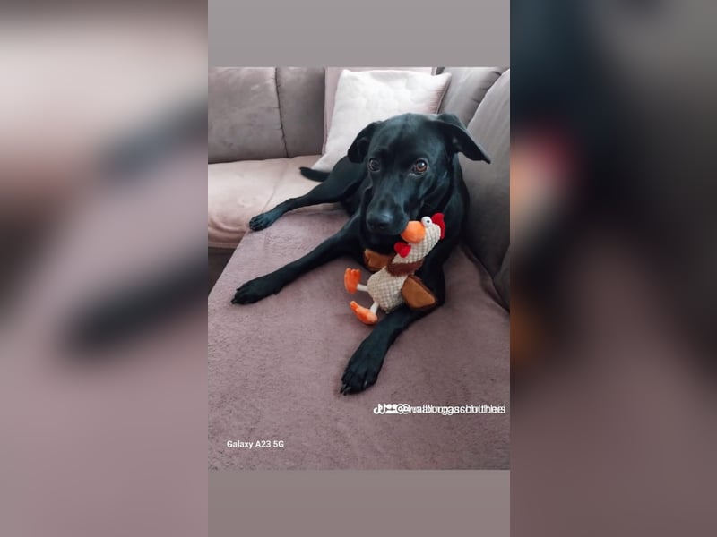 RONY ca. 5 J. Jagdhundmix sucht besondere Menschen