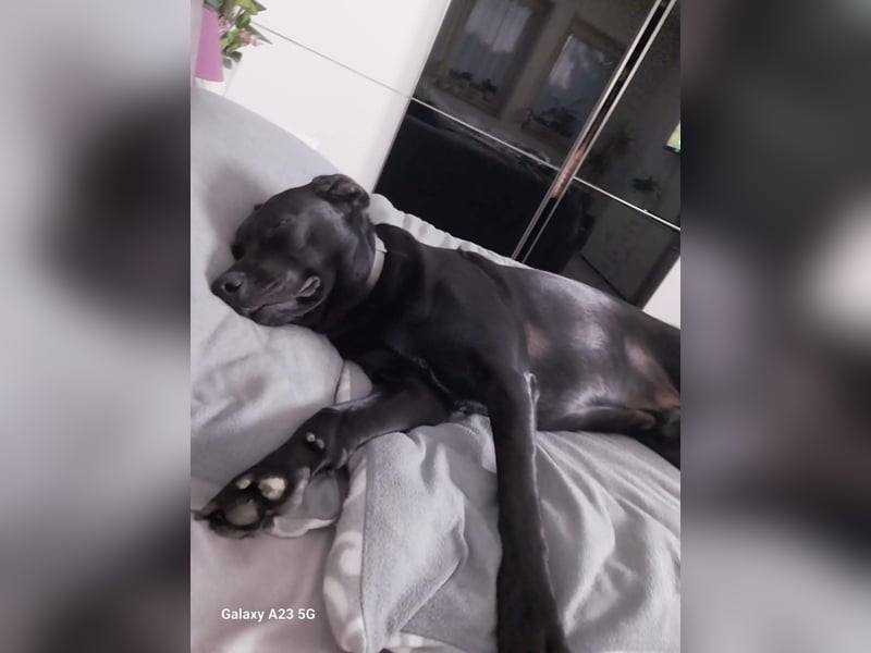 RONY ca. 5 J. Jagdhundmix sucht besondere Menschen