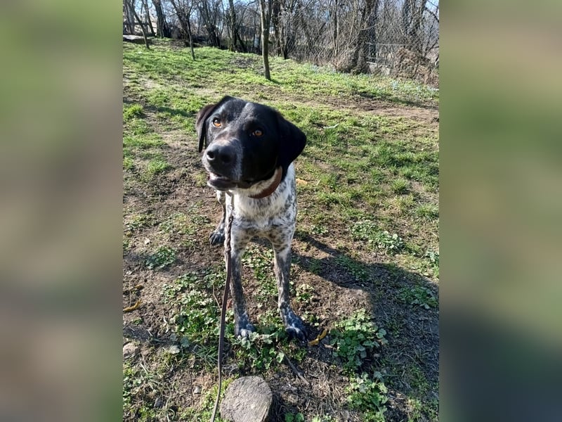 Pünktchen Tierschutzhund sucht ein Zuhause