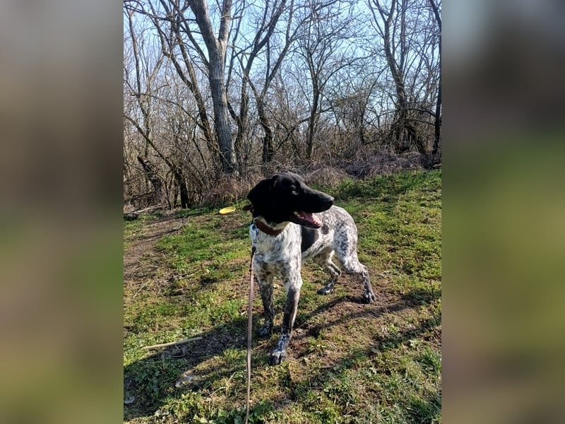 Pünktchen Tierschutzhund sucht ein Zuhause