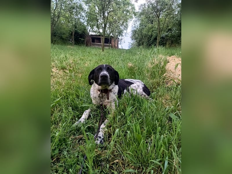Pünktchen Tierschutzhund sucht ein Zuhause
