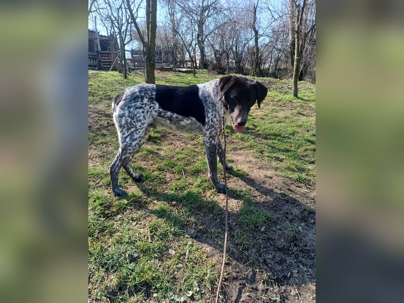 Pünktchen Tierschutzhund sucht ein Zuhause