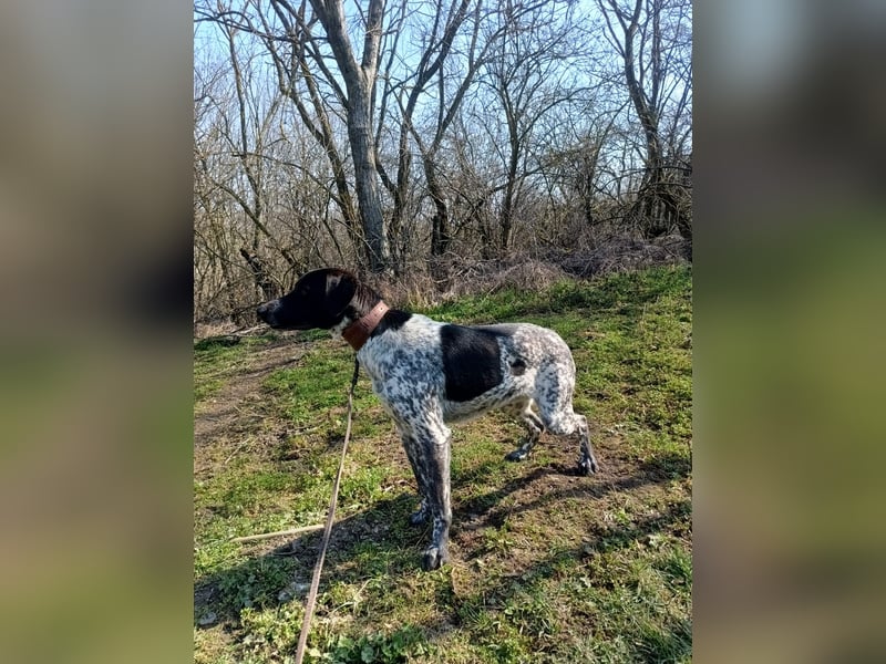 Pünktchen Tierschutzhund sucht ein Zuhause