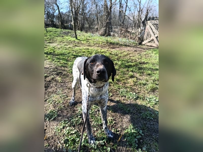 Pünktchen Tierschutzhund sucht ein Zuhause